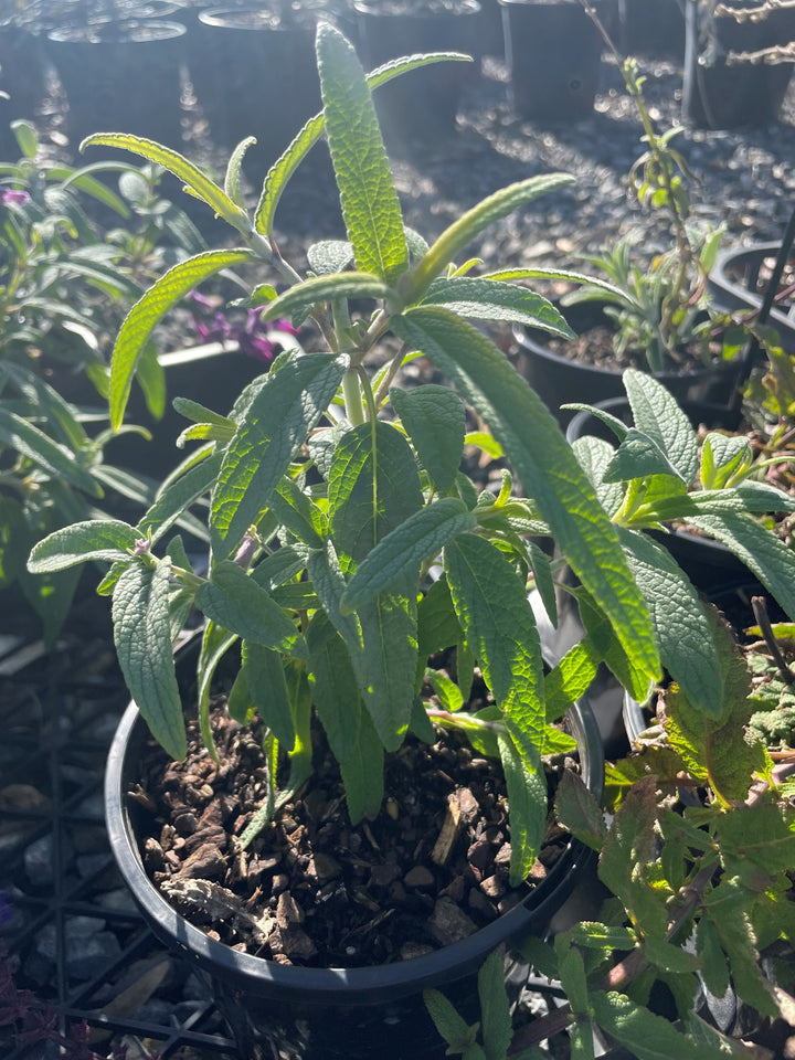 Salvia leucantha for sale Adelaide Plant Co