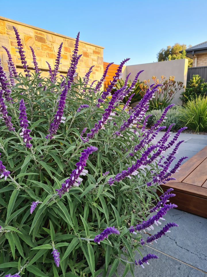 Salvia leucantha Mexican bush sage with velvety purple flower spikes in an Adelaide garden | Adelaide Plant Co