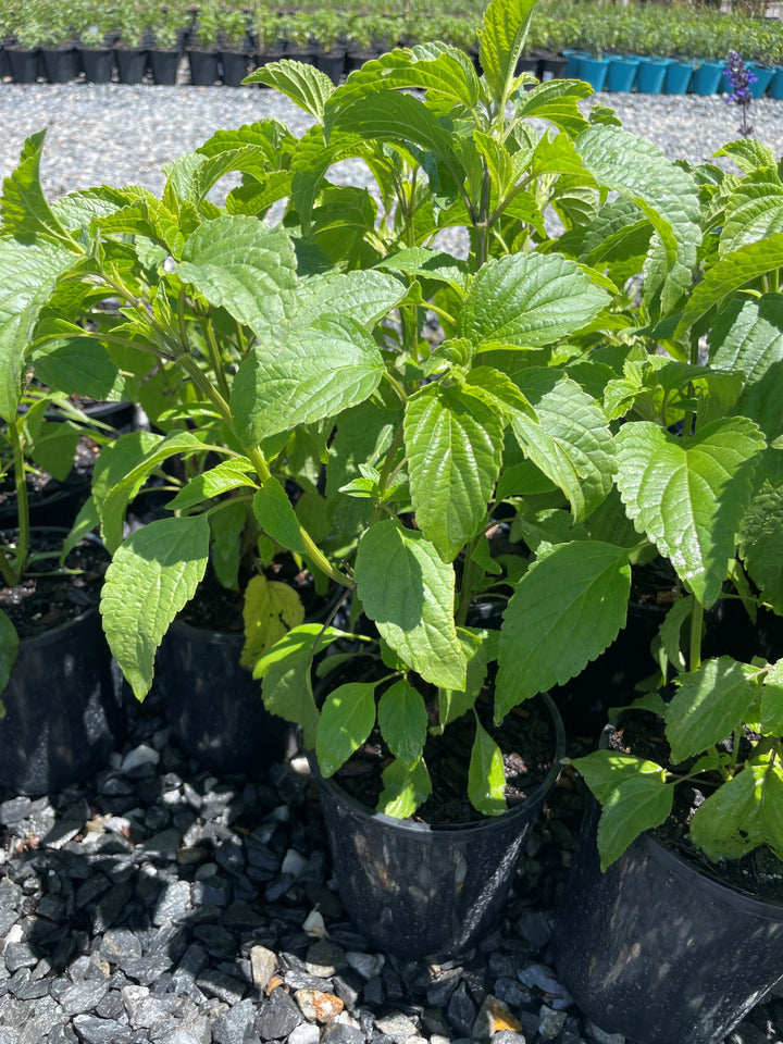 Salvia longispicata x farinacea &