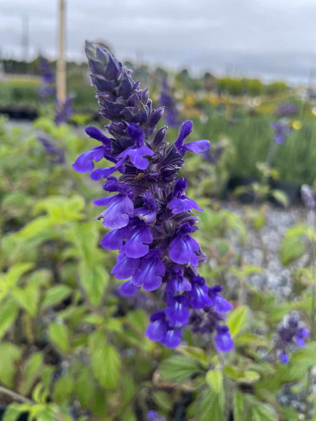 Salvia longispicata x farinacea 'Mystic Spires' 140mm Pot for sale Adelaide Plant Co