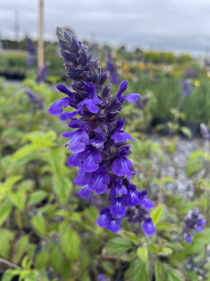 Salvia longispicata x farinacea &