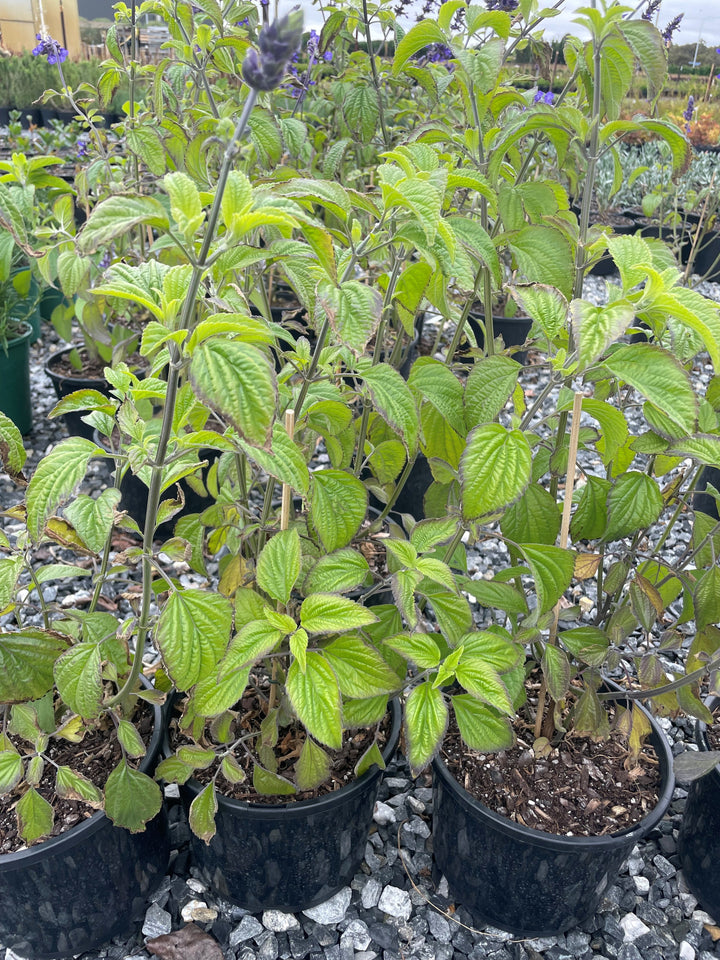 Salvia longispicata x farinacea &