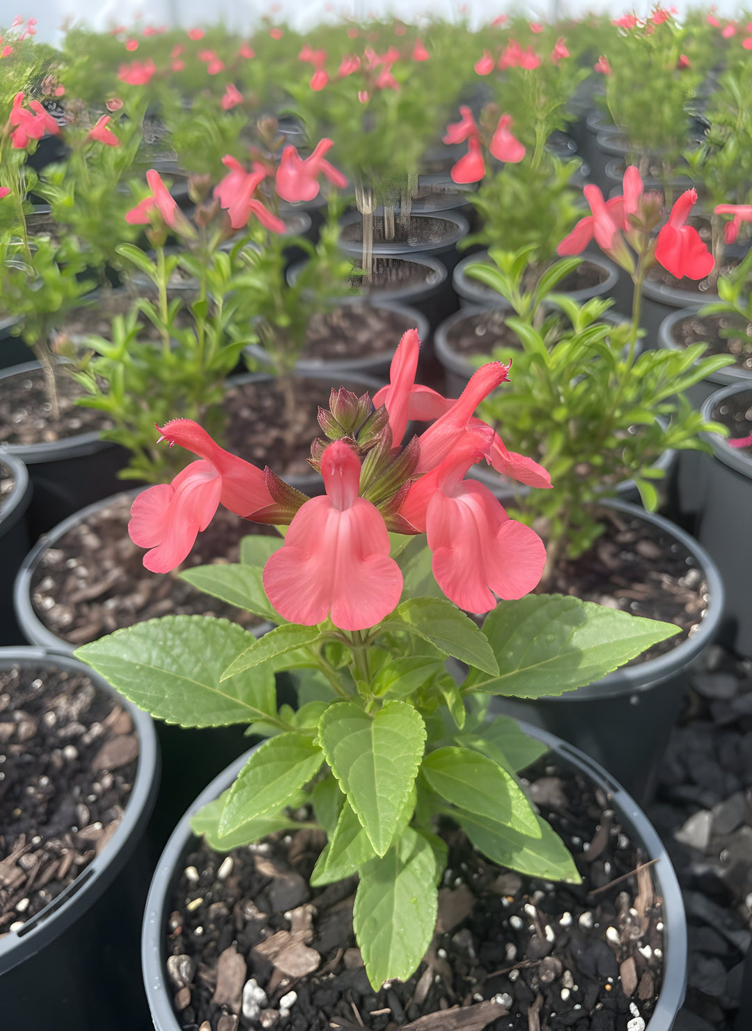 Salvia Microphylla 'Coral' 140mm Pot for sale Adelaide Plant Co