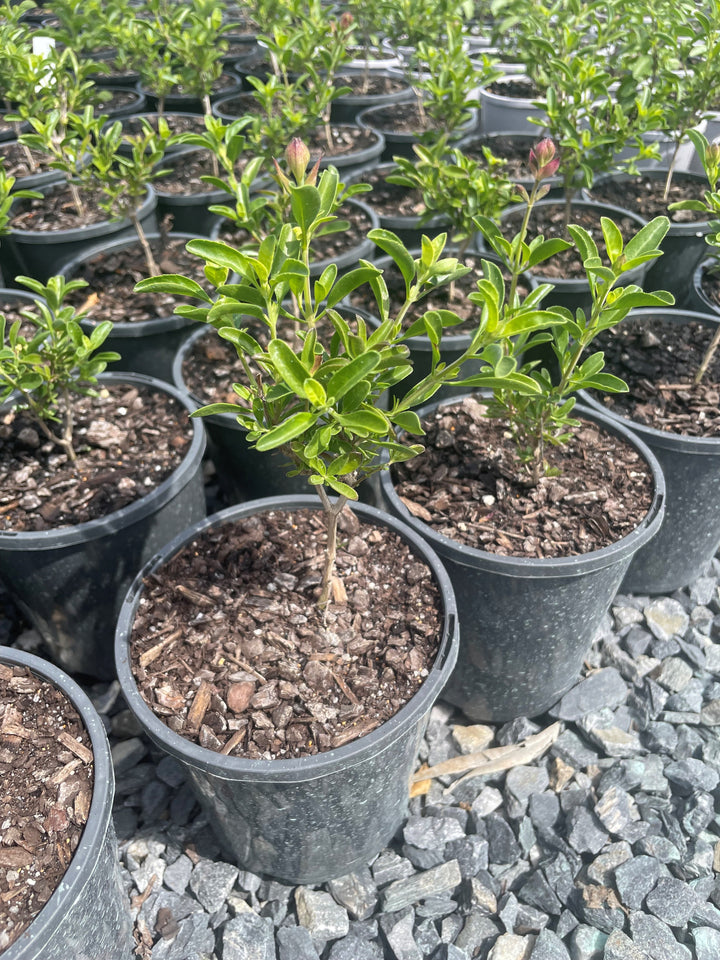 Salvia Microphylla 'Coral'