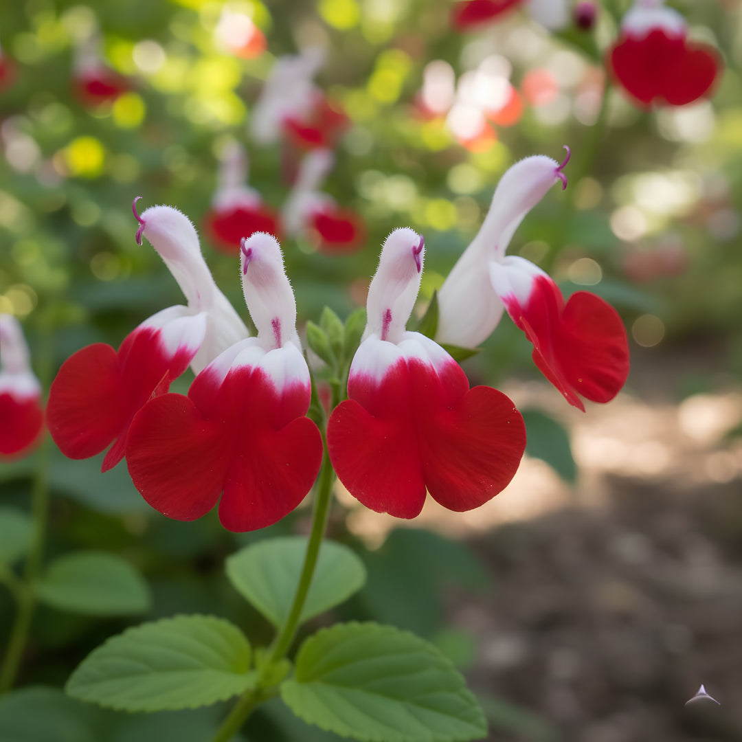 Salvia Microphylla 'Hot Lips' 140mm Pot for sale Adelaide Plant Co