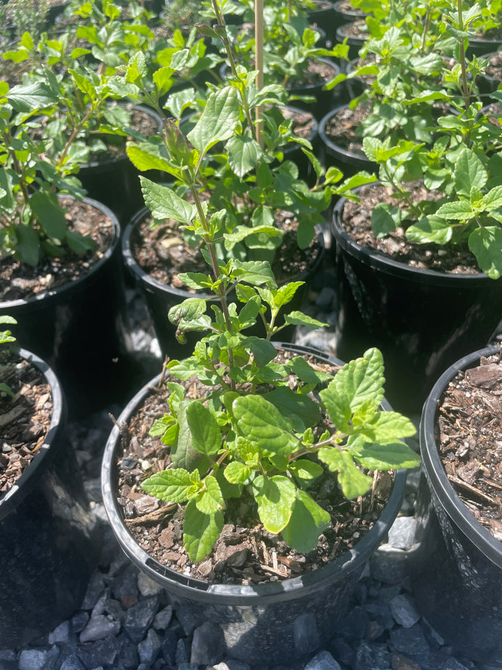Salvia Microphylla 'Hot Lips'