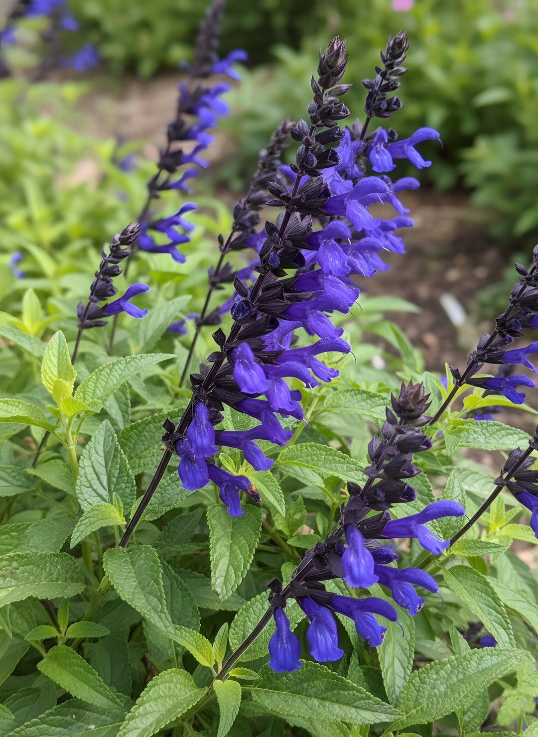 Salvia x guaranitica 'Rhythm & Blues' 140mm Pot for sale Adelaide Plant Co