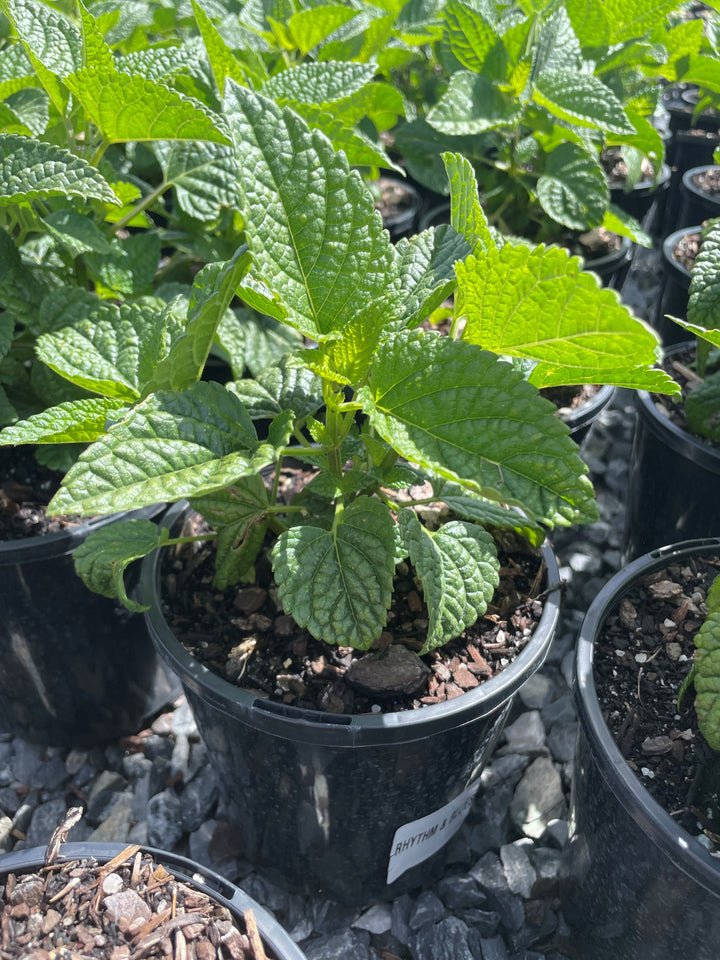 Salvia x guaranitica &