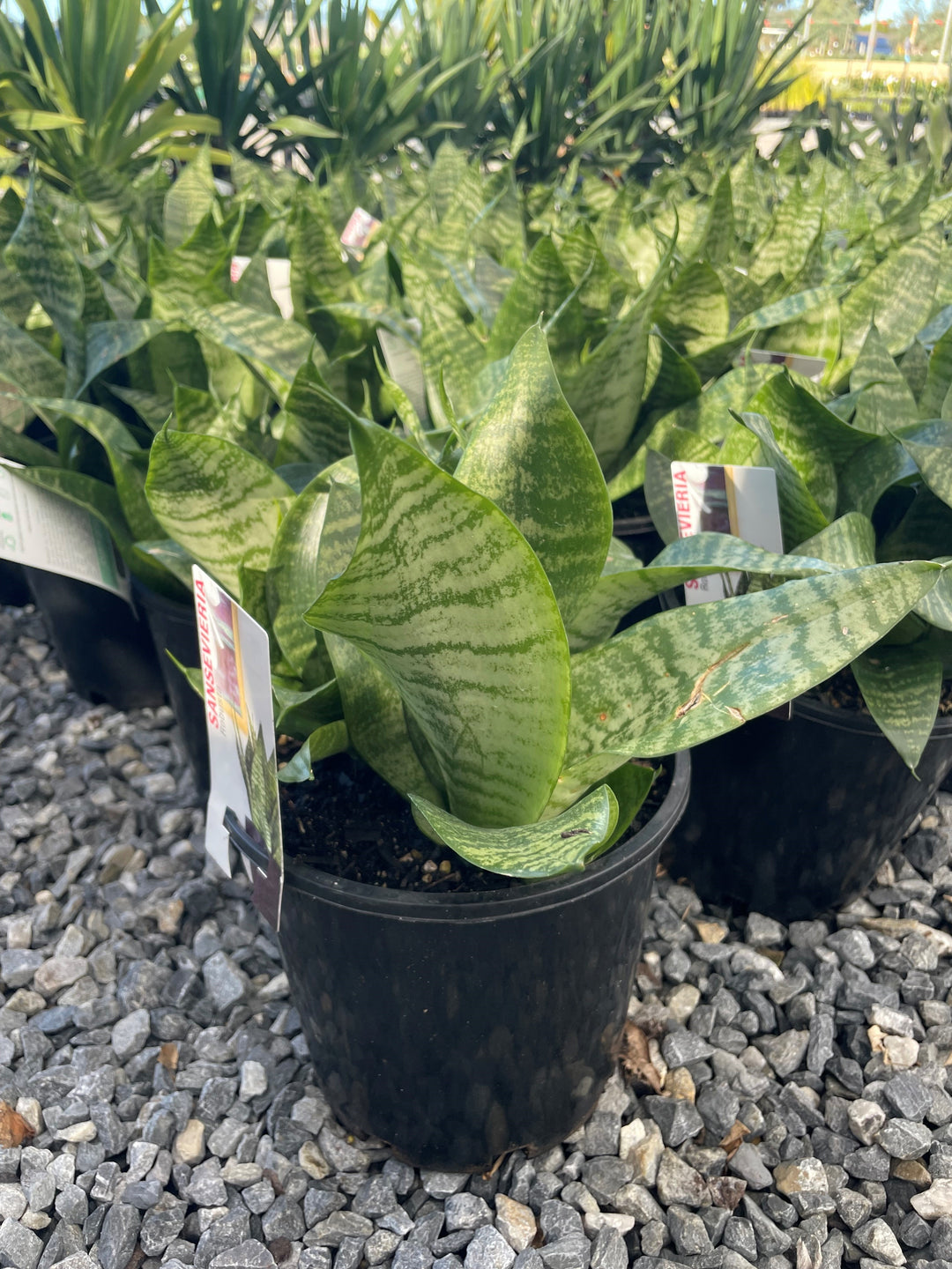 Sansevieria robusta 200mm Pot for sale Adelaide Plant Co
