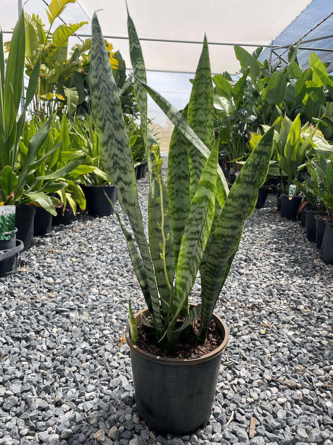 Sansevieria trifasciata &