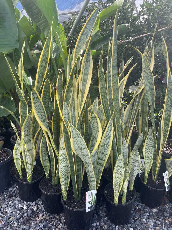 Sansevieria trifasciata &