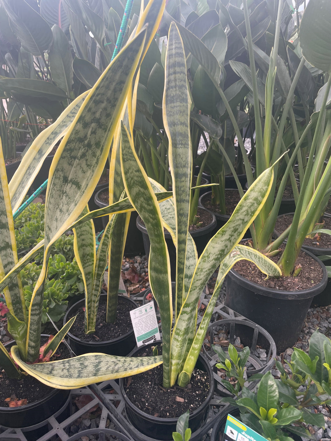 Sansevieria trifasciata &