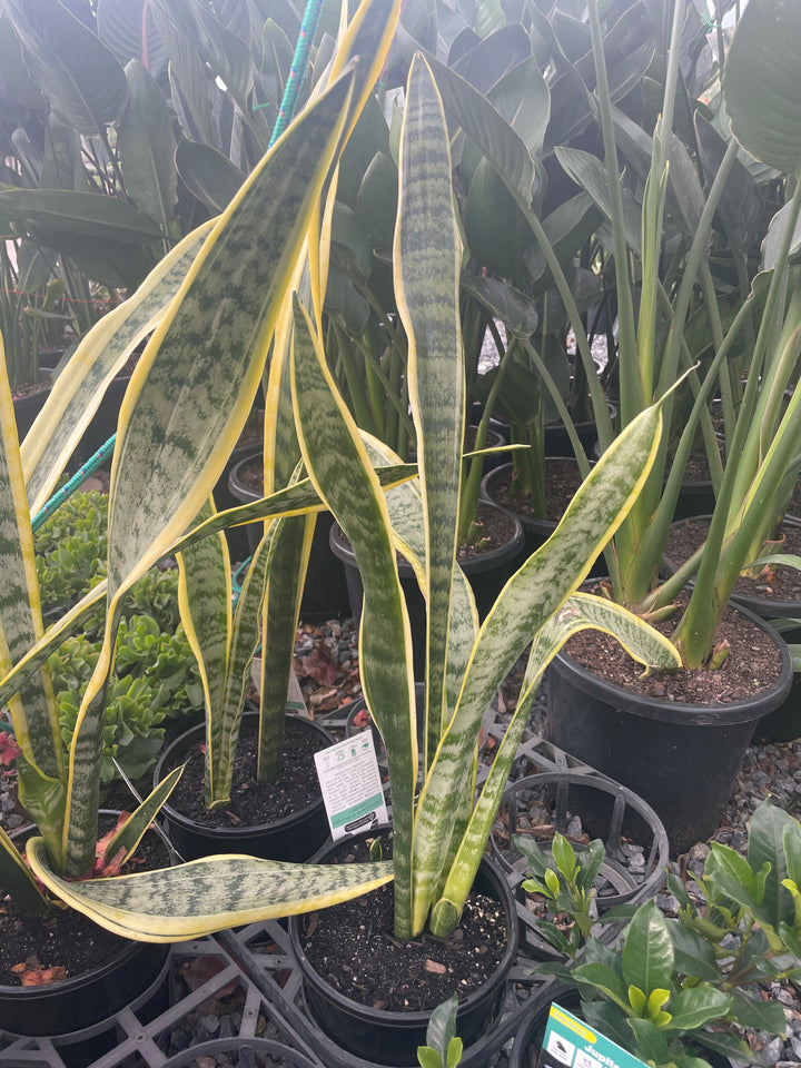 Sansevieria trifasciata &