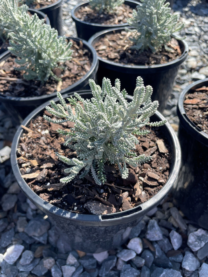 Santolina chamaecyparissus for sale Adelaide Plant Co
