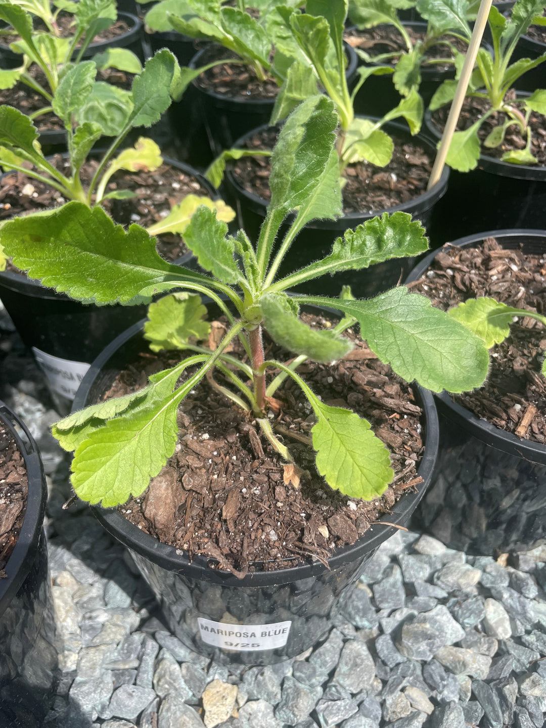 Scabiosa columbaria &