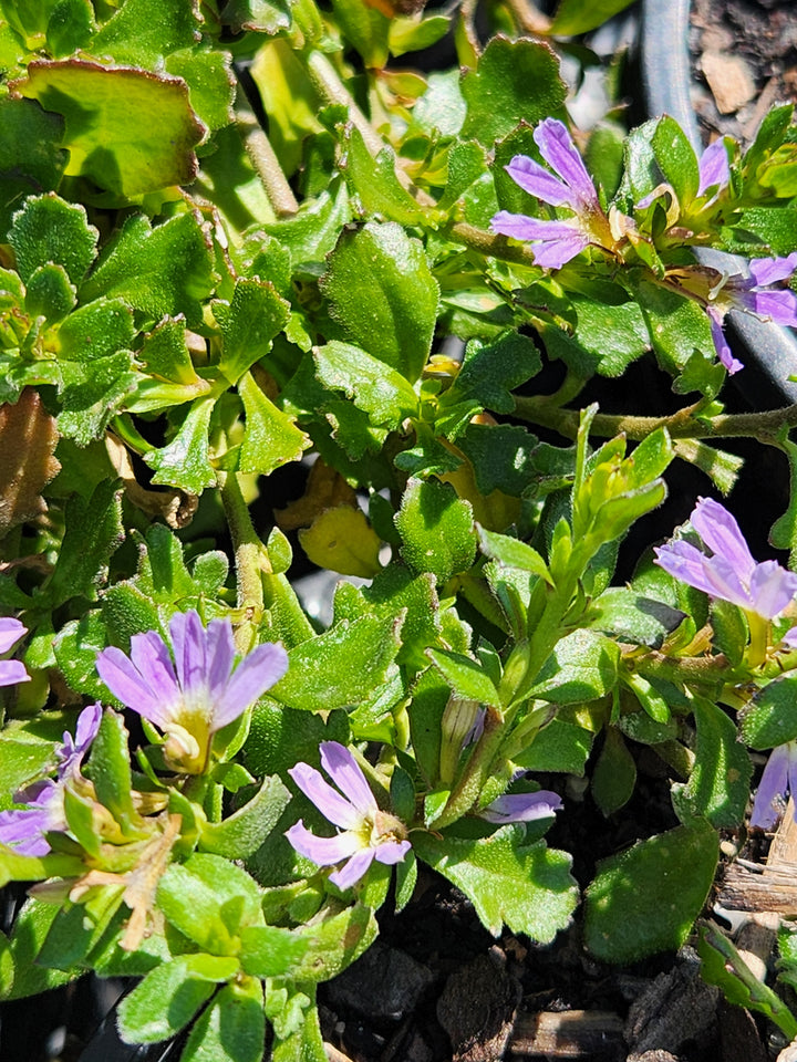 Scaevola albida 'Mauve Clusters'