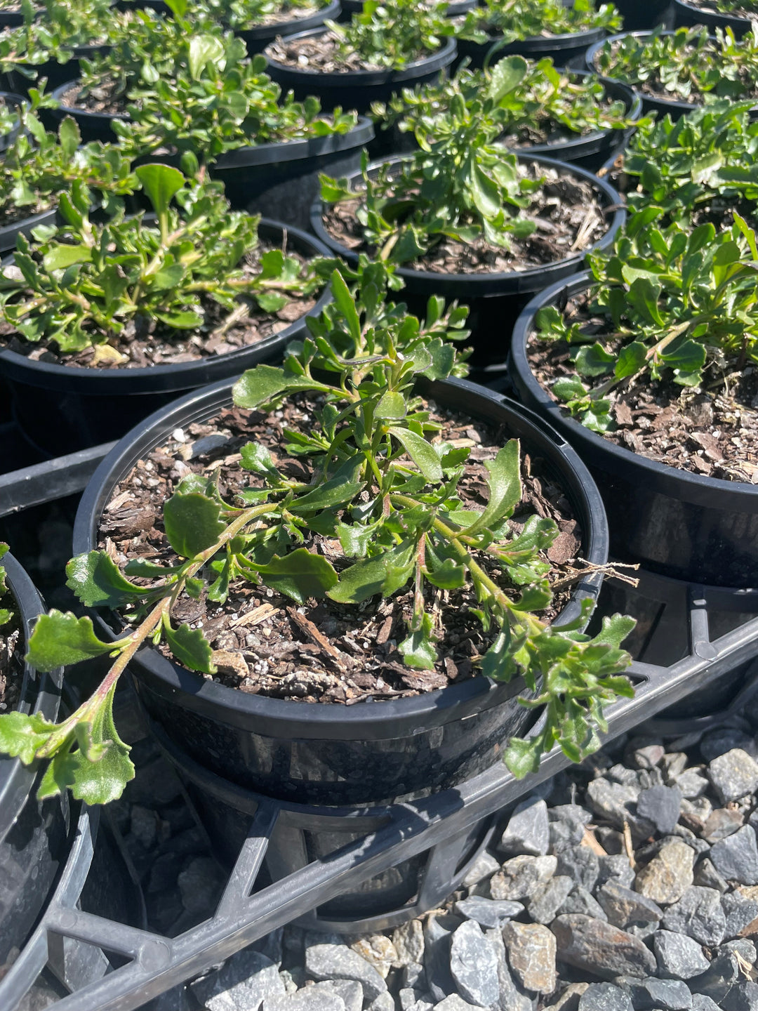 Scaevola albida 'Mauve Clusters'