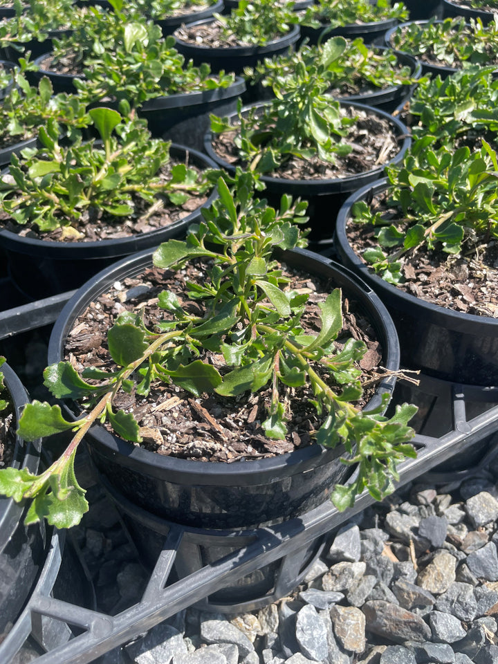 Scaevola albida 'Mauve Clusters'