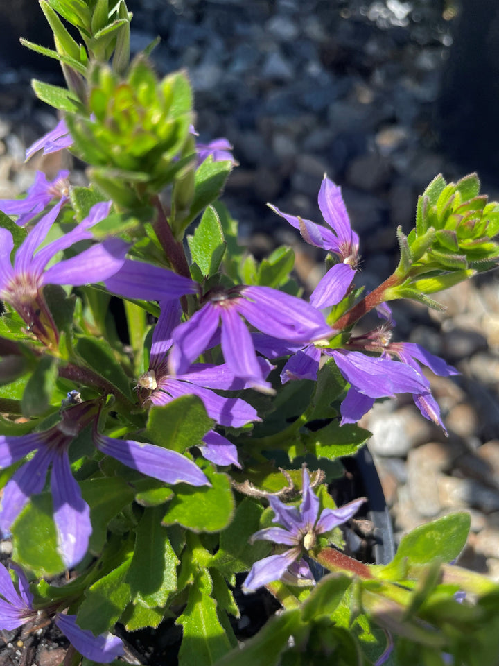 Scaevola aemula &