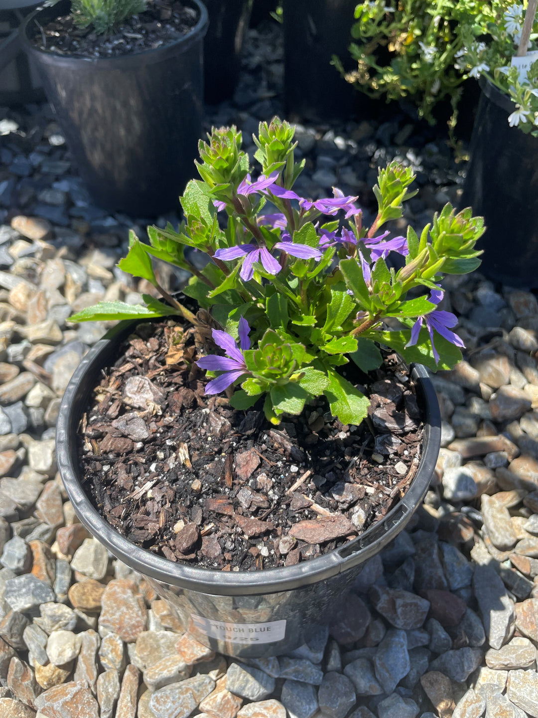 Scaevola aemula &