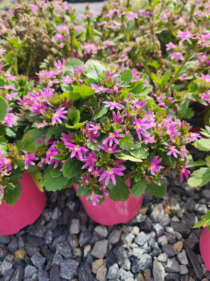 Scaevola aemula &