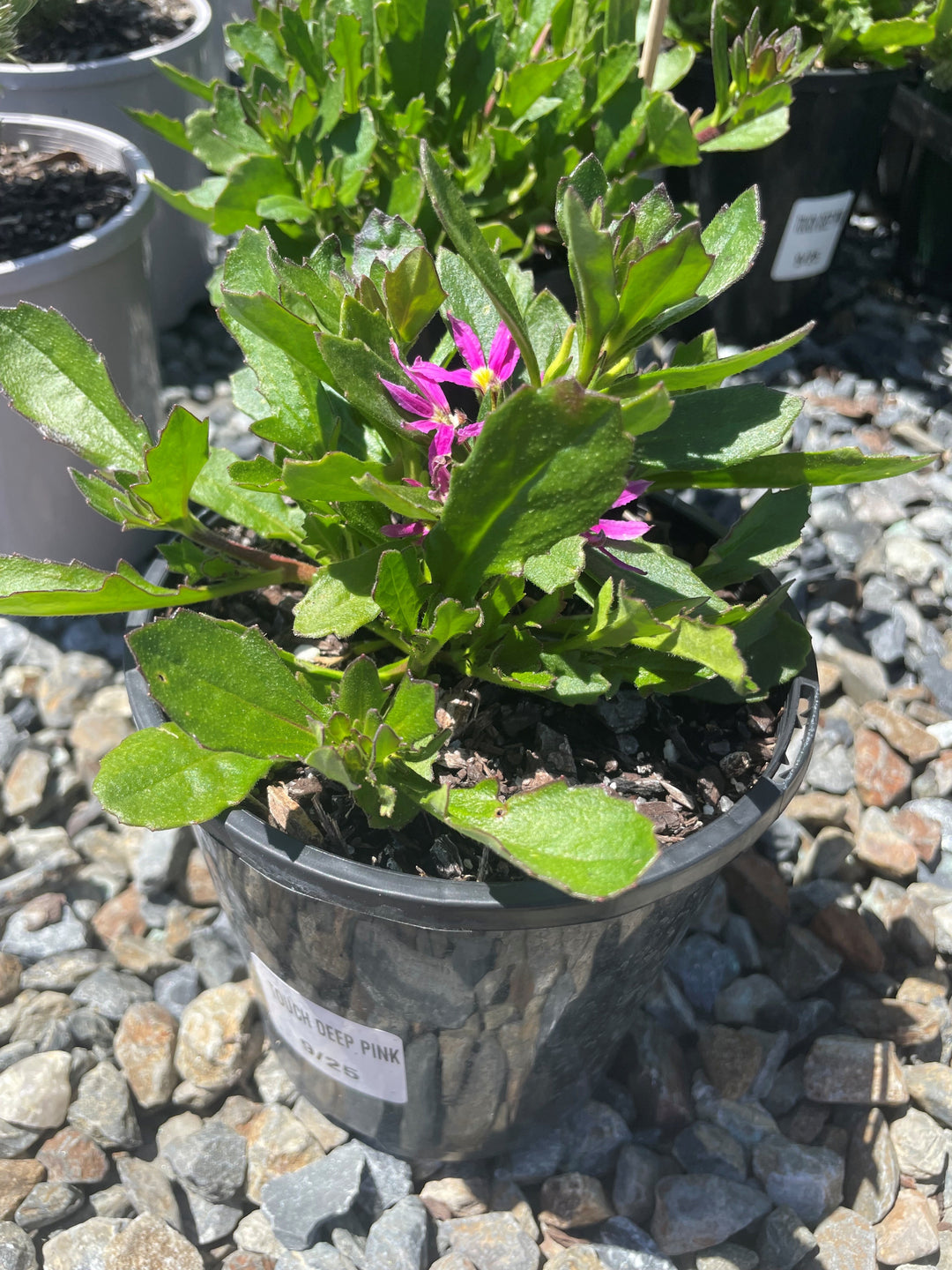 Scaevola aemula &