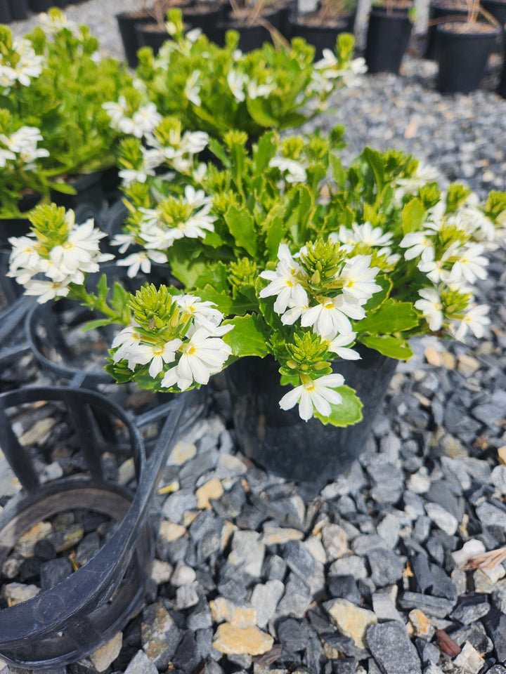 Scaevola aemula &