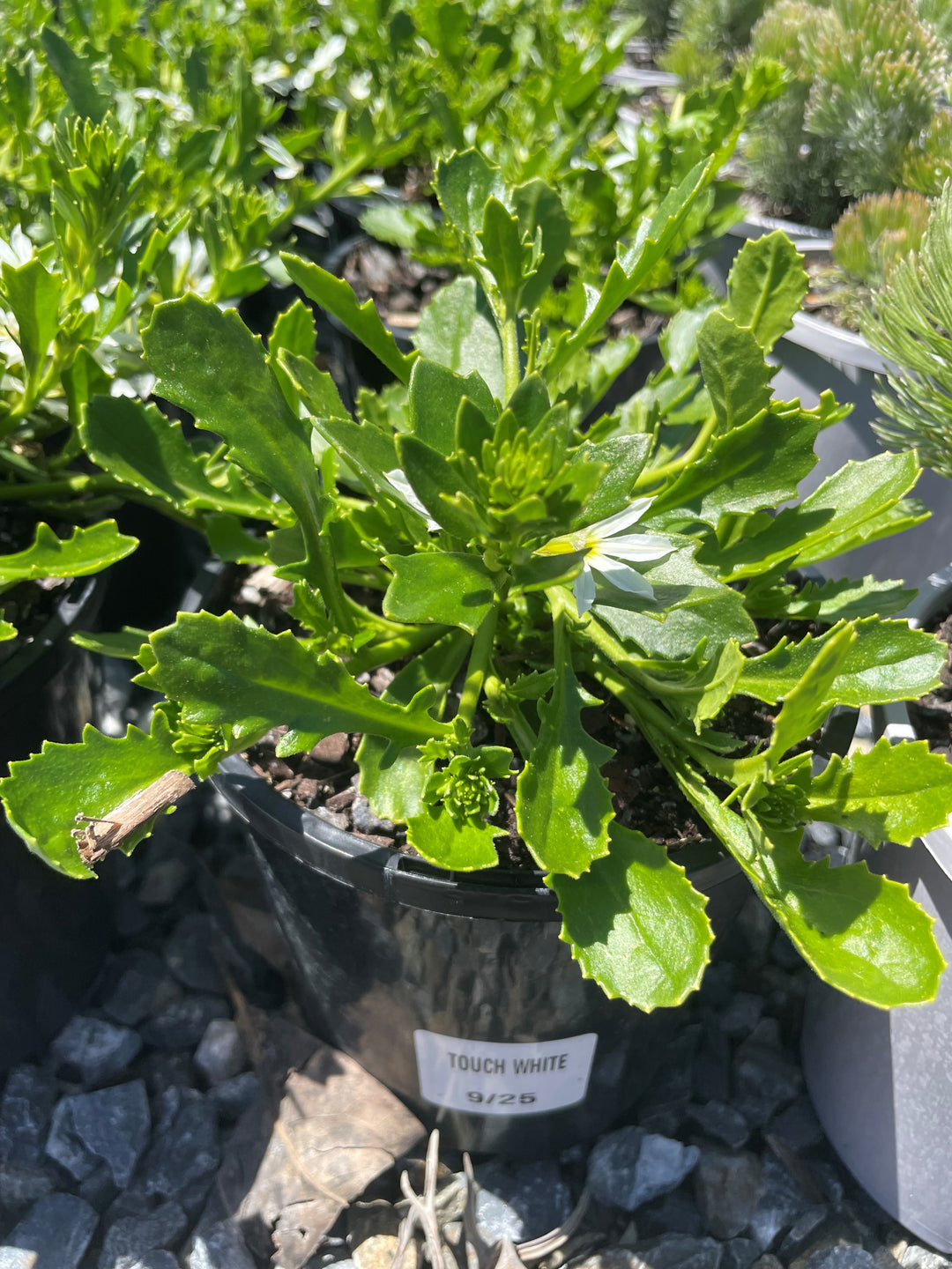 Scaevola aemula &
