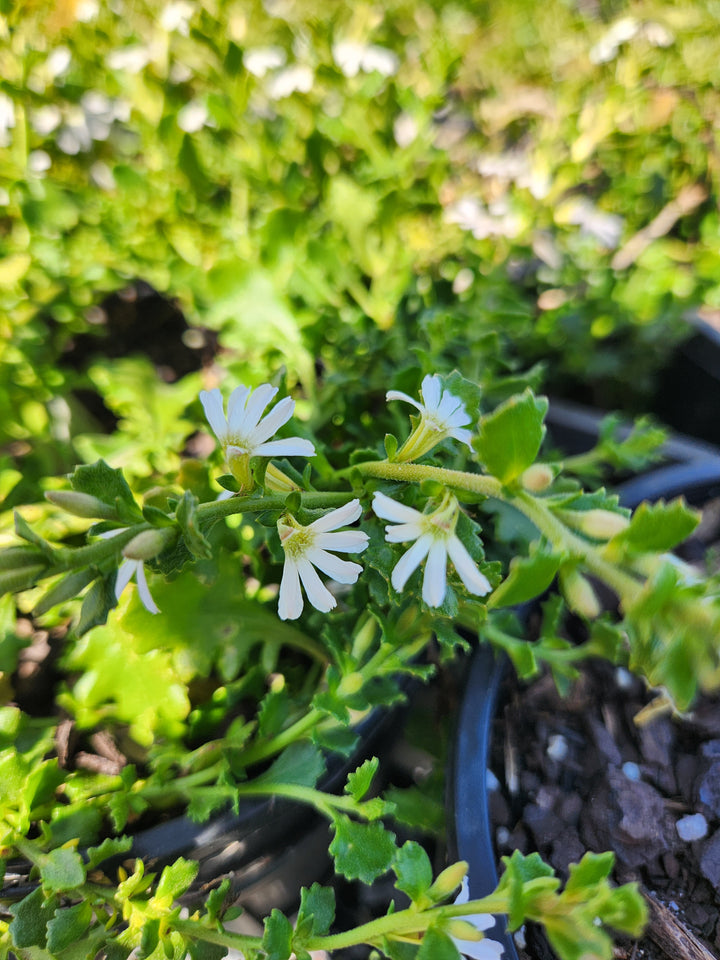 Scaevola albida &