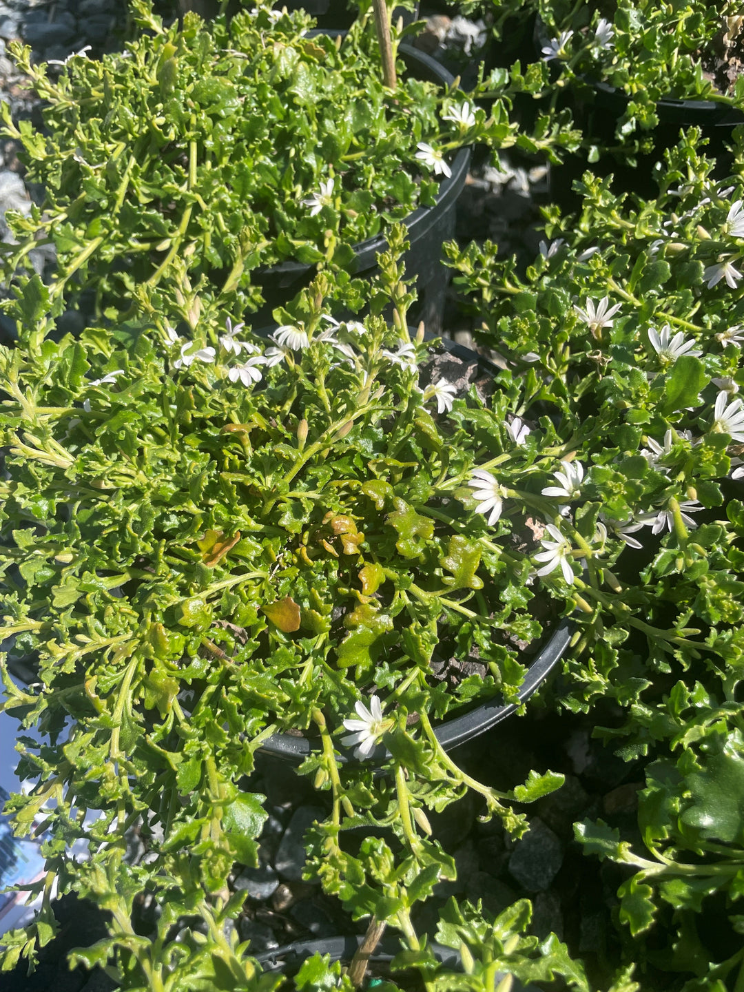Scaevola albida &