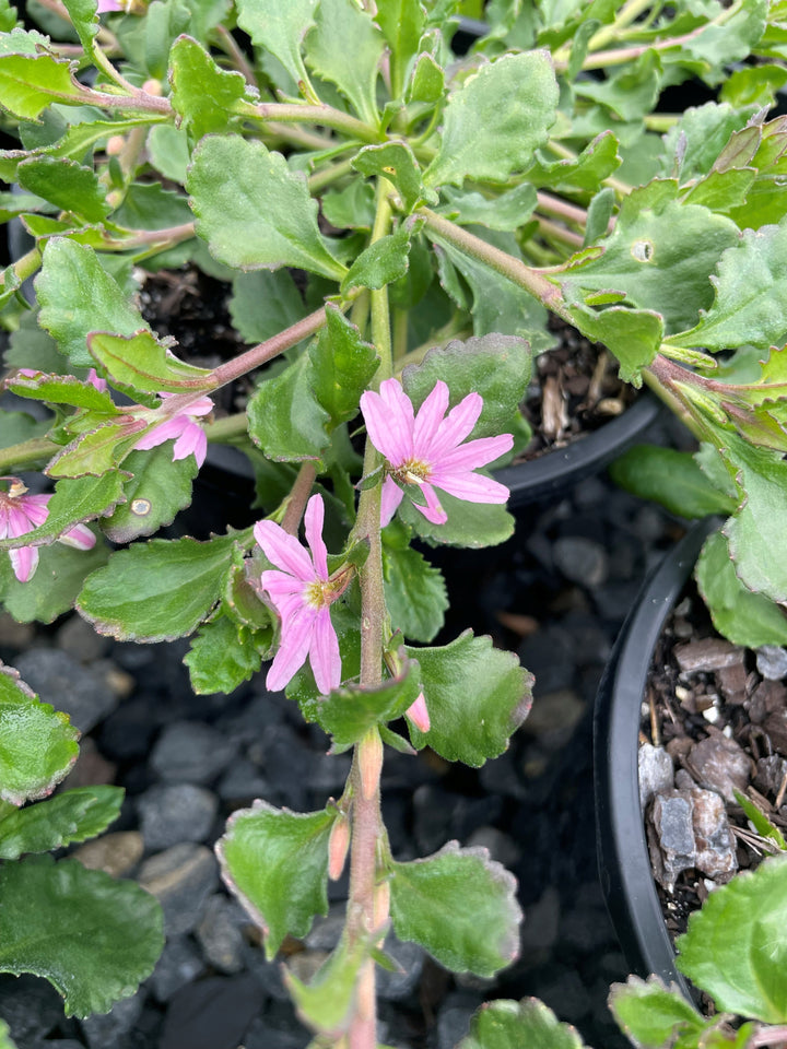 Scaevola humilis &