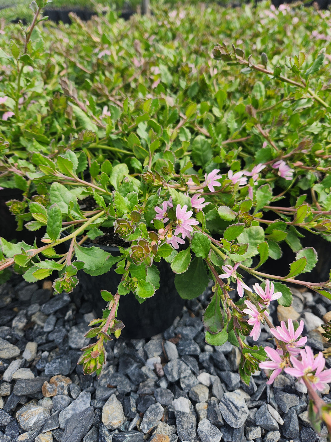 Scaevola humilis &
