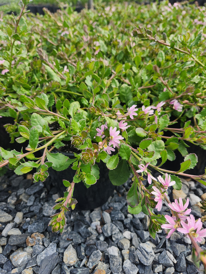 Scaevola humilis &