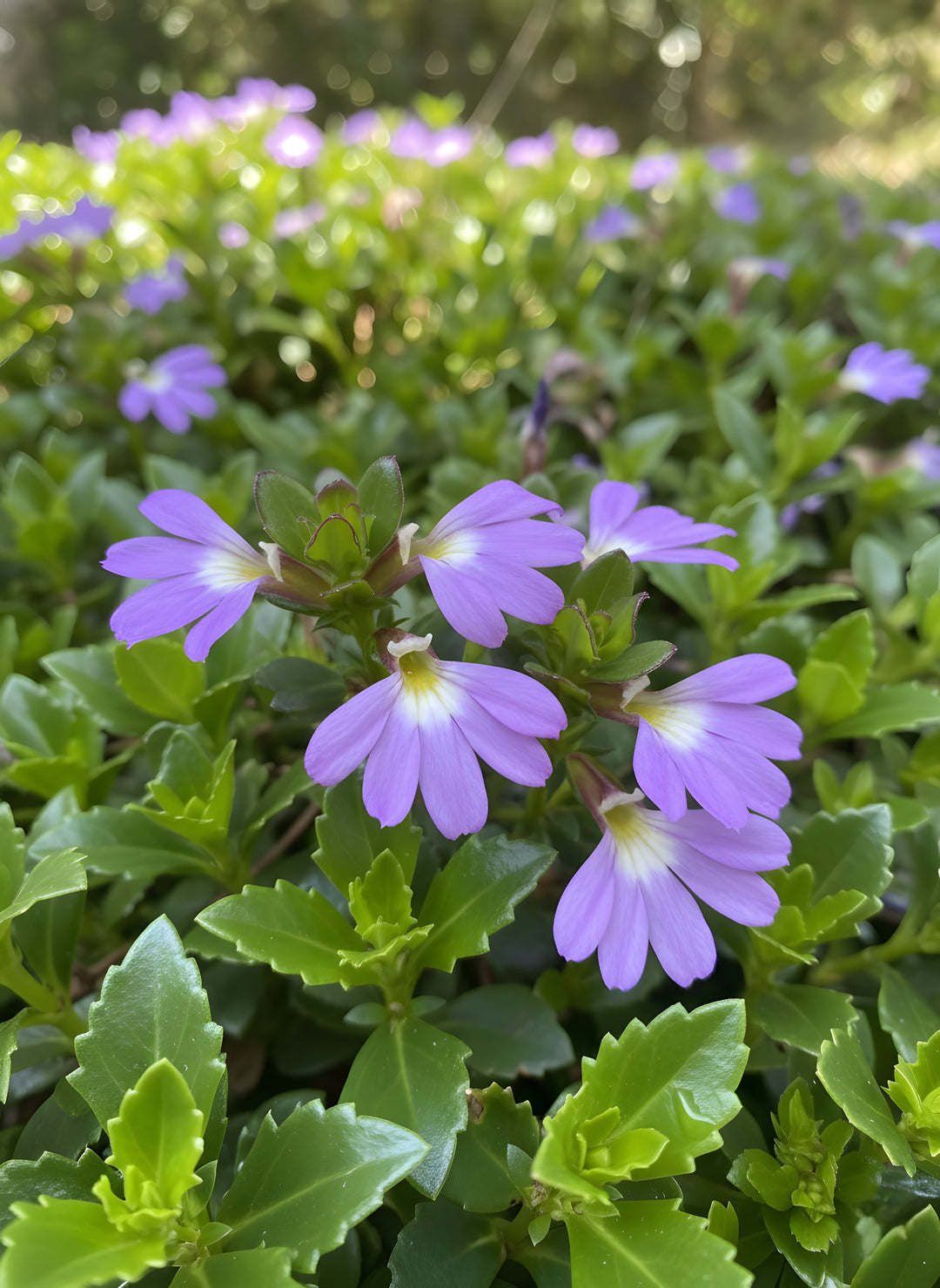 Scaevola humilis 'Purple Fusion' 140mm Pot for sale Adelaide Plant Co