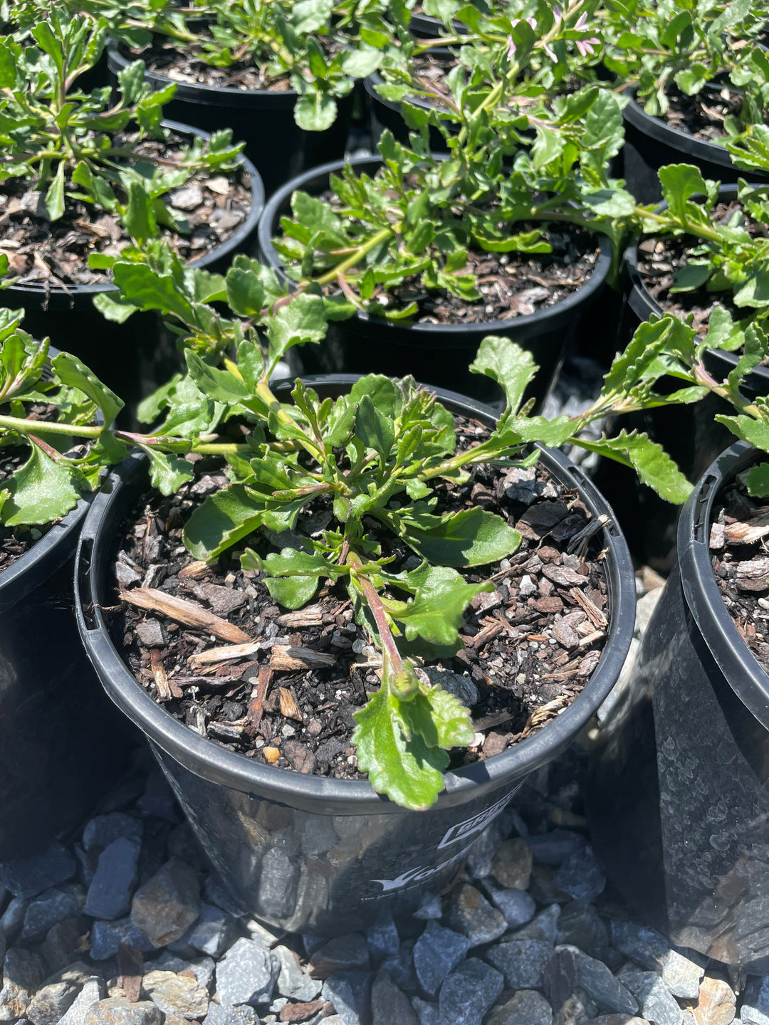 Scaevola humilis &