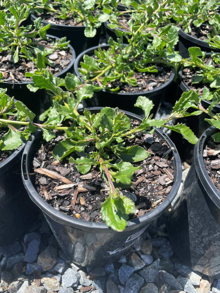 Scaevola humilis &