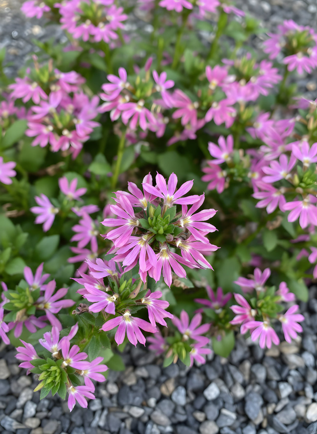 Scaevola hybrid 'Fashion Pink' 140mm Pot for sale Adelaide Plant Co