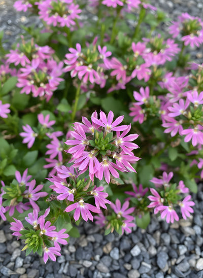 Scaevola hybrid 'Fashion Pink' 140mm Pot for sale Adelaide Plant Co