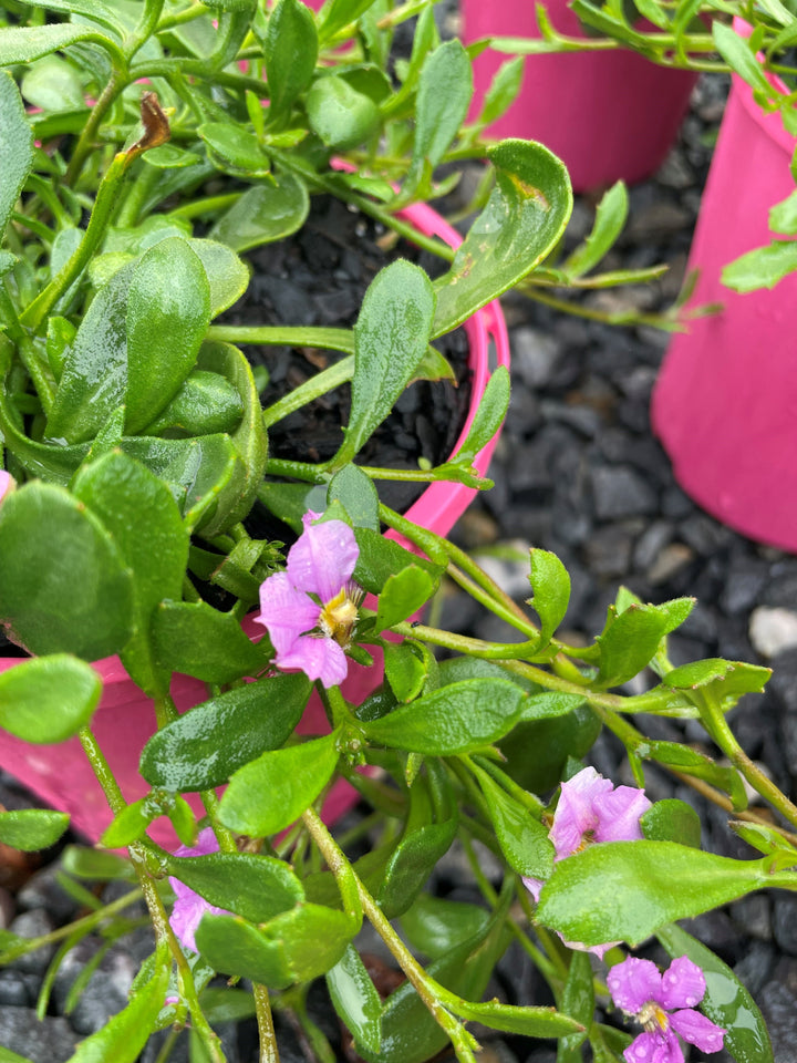Scaevola striata &