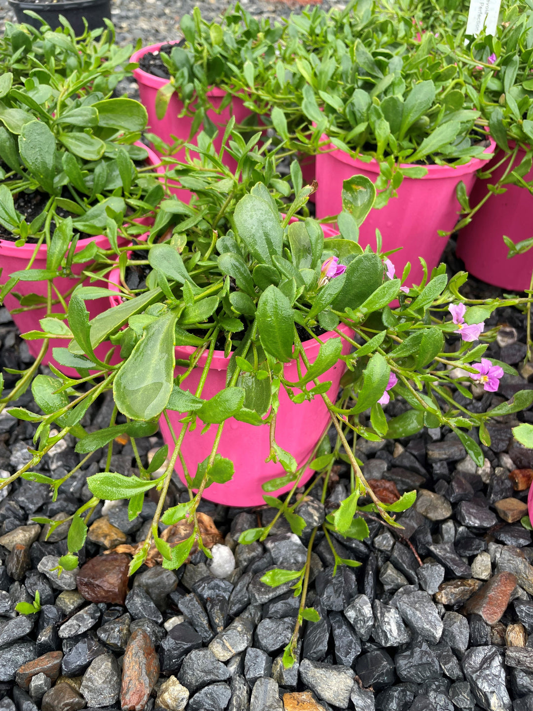 Scaevola striata &