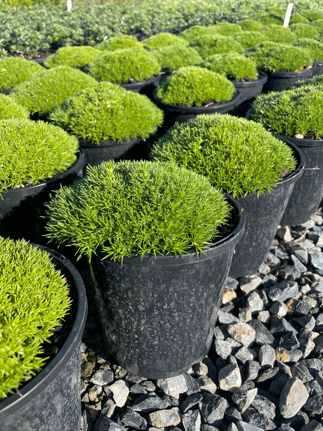 Scleranthus biflorus &