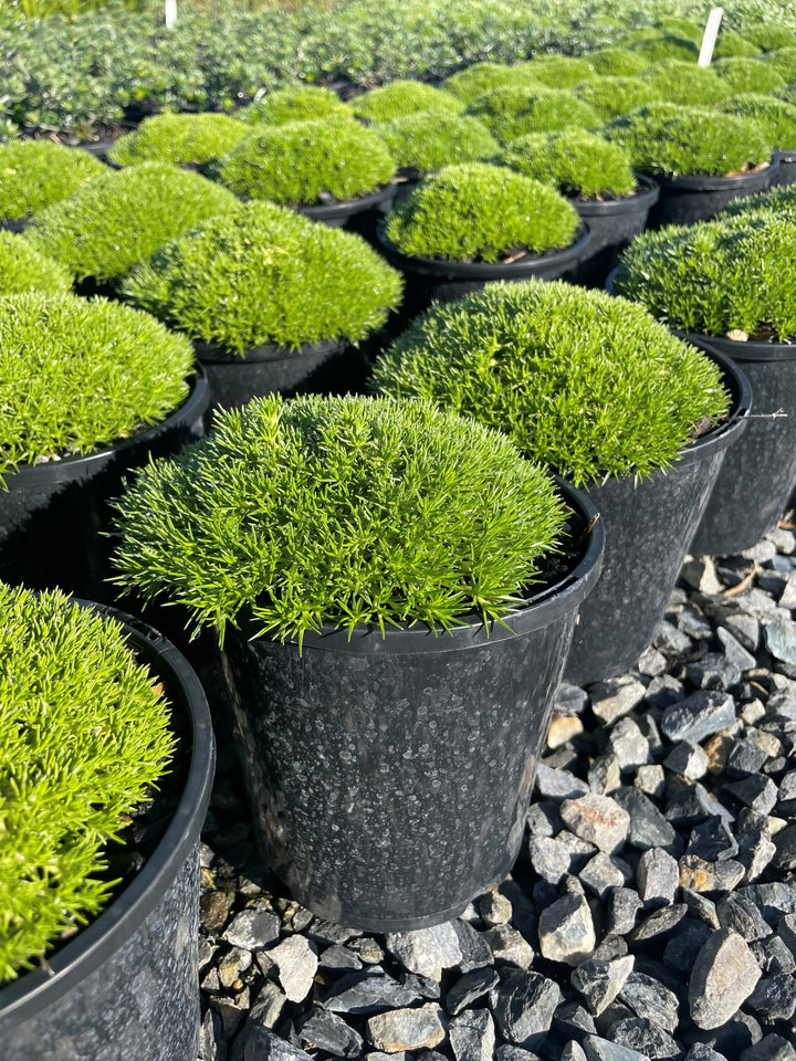 Scleranthus biflorus &