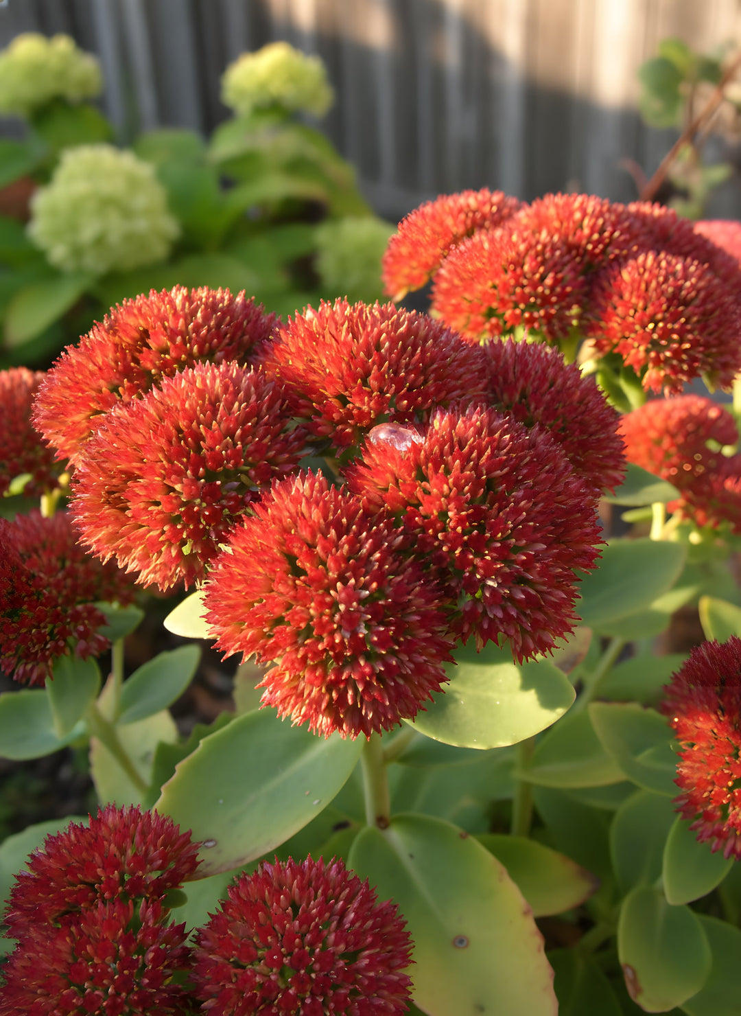 Sedum Spectabile &