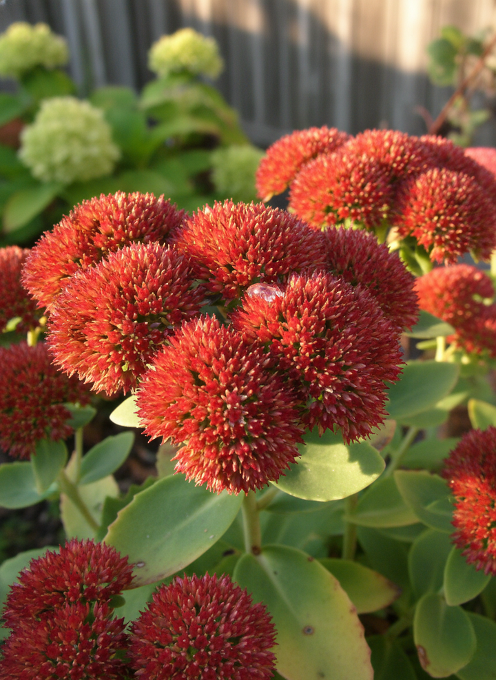 Sedum Spectabile 'Autumn Joy'
