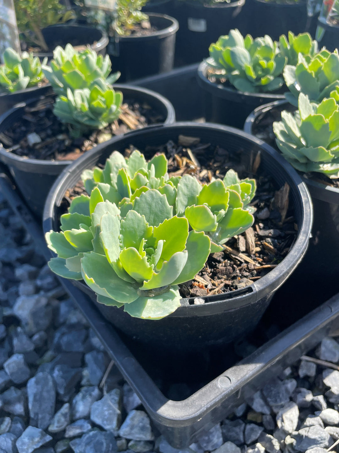 Sedum Spectabile 'Autumn Joy'