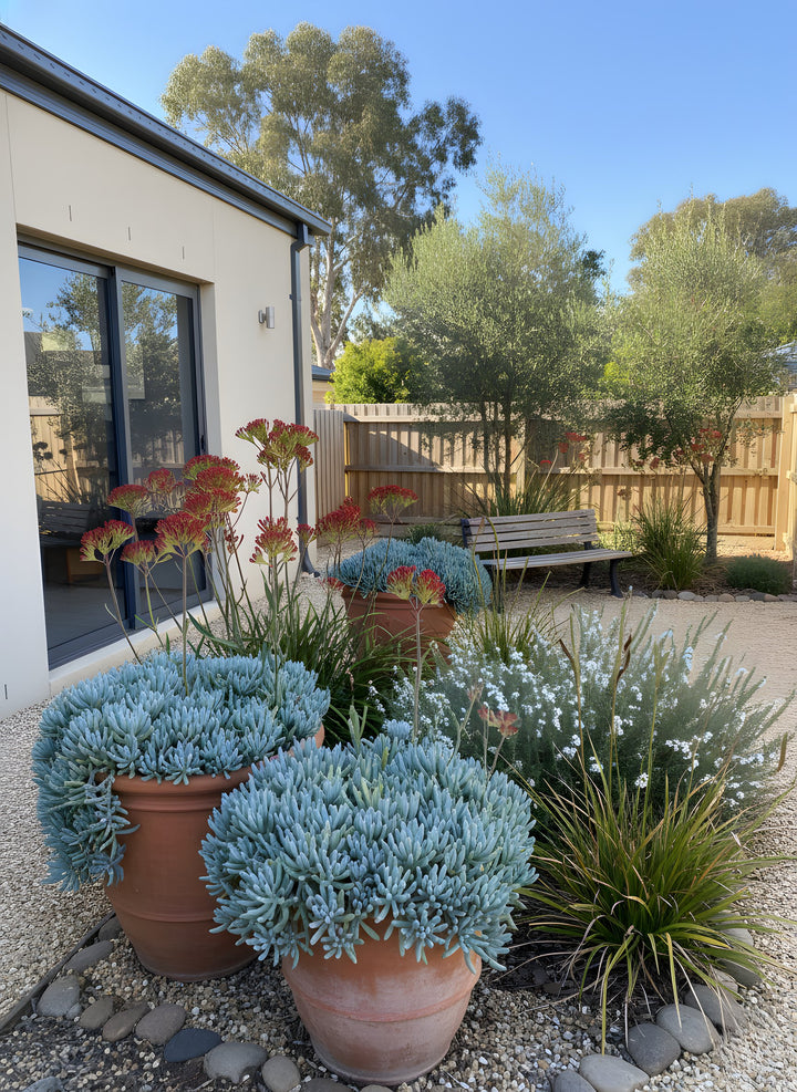 Senecio Mandraliscae &