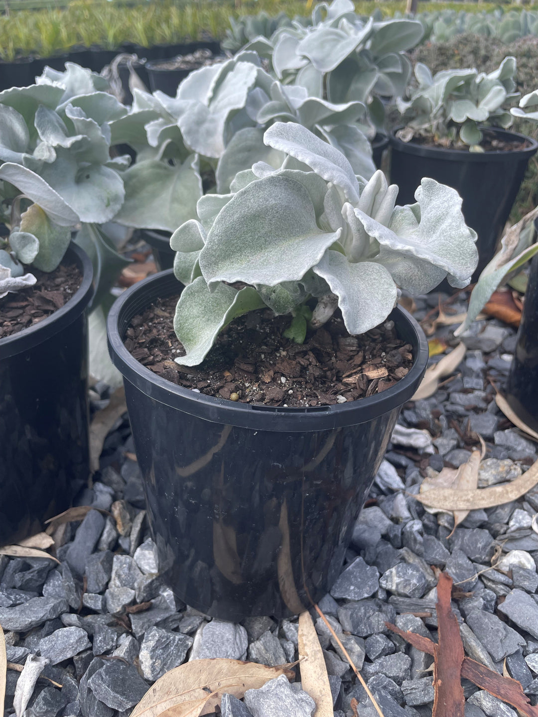 angel wings succulent Buy Senecio candicans 'Angel wings' Sea Cabbage