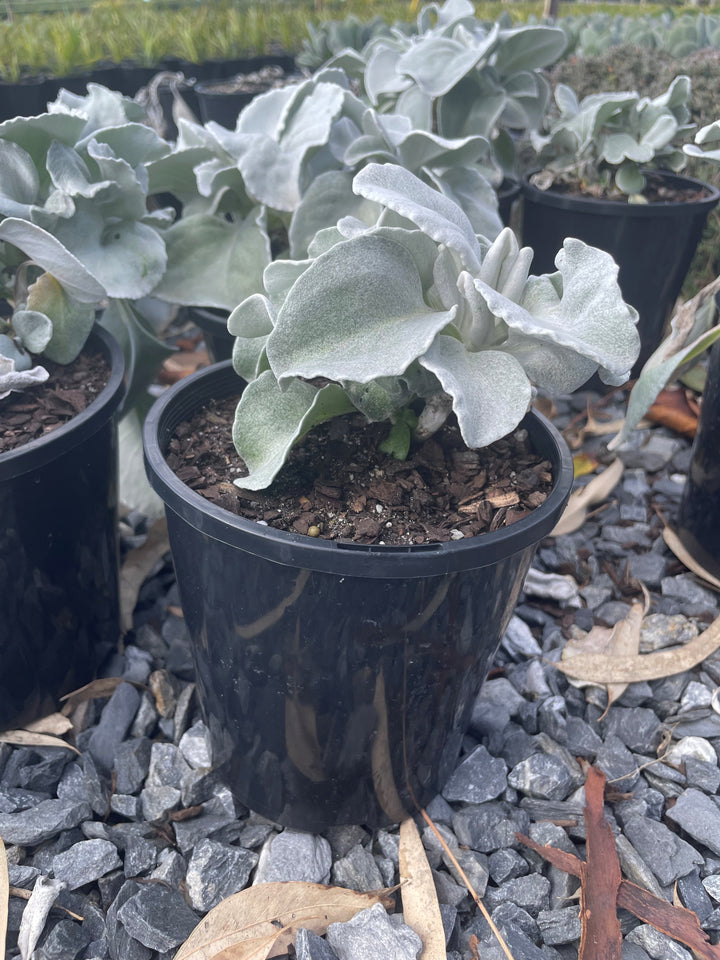 Senecio Candicans 'Angel Wings'