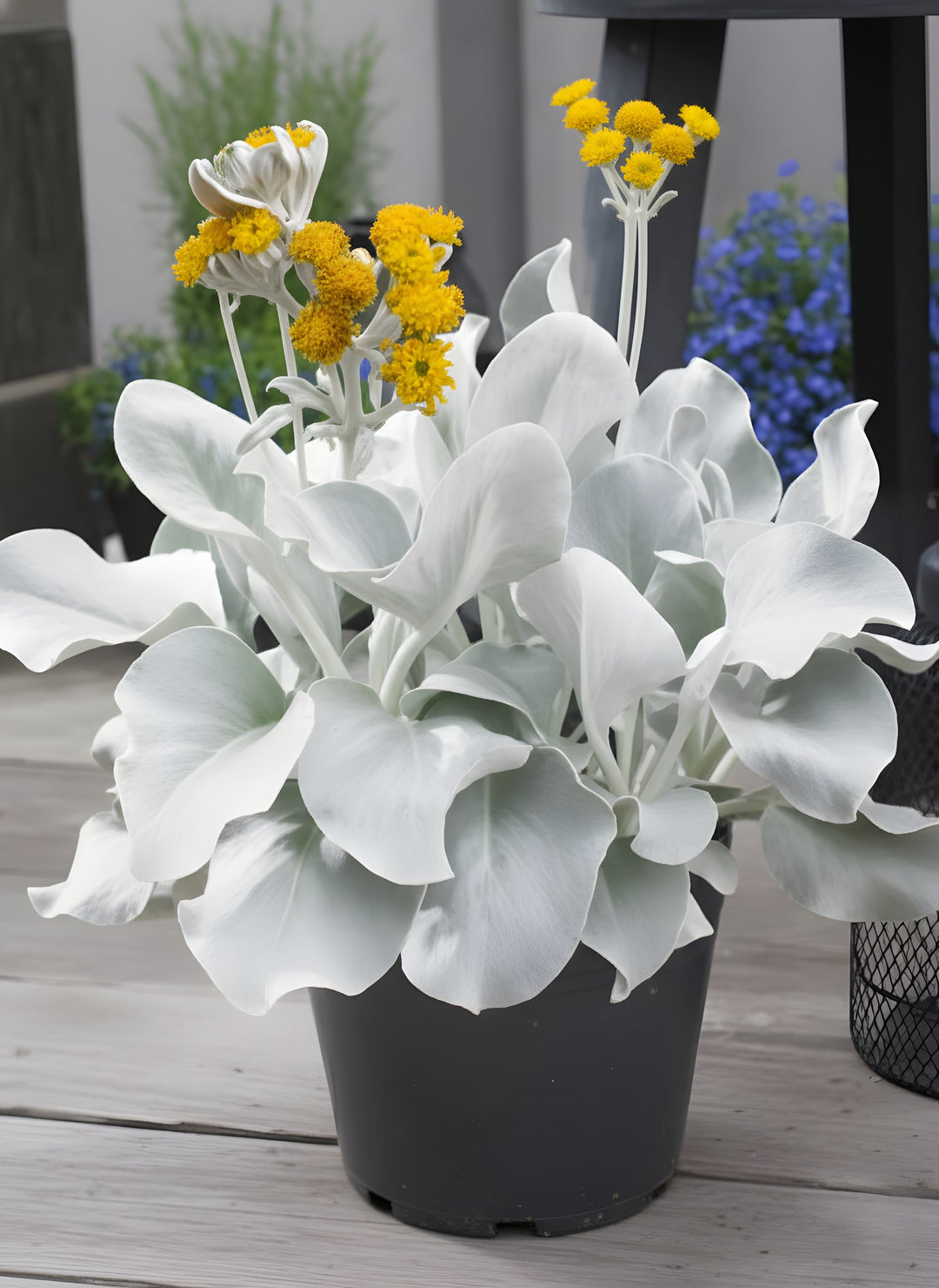 Senecio Candicans 'Angel Wings' 140mm Pot for sale Adelaide Plant Co