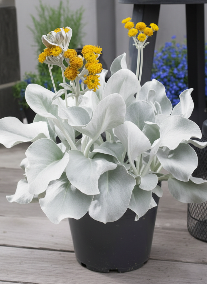Senecio Candicans 'Angel Wings'